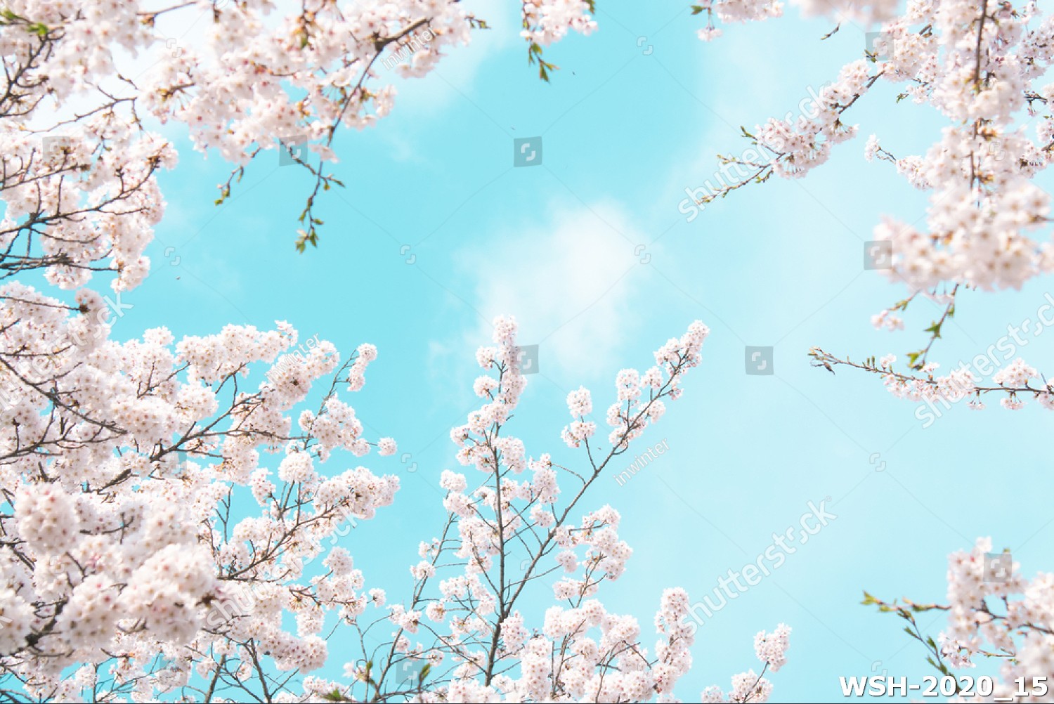 Dán trần trời xanh và hoa WSH-2020_15